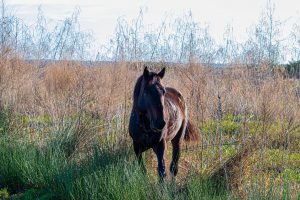 Paynes Prairie Preserve FL - Wild Horse