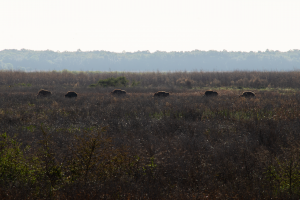 Paynes Prairie Preserve FL - Wild Bison